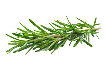 An image of a rosemary twig on a white background