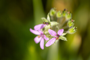 Obraz premium musk flower in an urban wasteland in Madrid