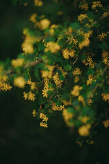 a bee on a flowering bush