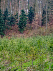 Wiederaufforstung durch Anpflanzen junger Bäume im Mischwald