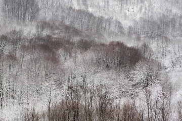 Deciduous forest pattern on hillside in winter, trees covered with frost with magenta bark twigs