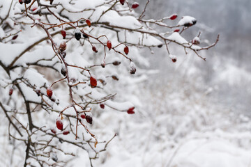 Rose hips during winter with snow and frost