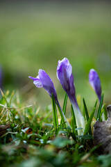 purple crocus flowers and green grass in the spring