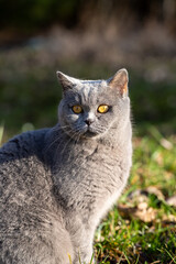 portrait of a British short hair cat with green grass on the background