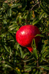 granada roja, fruta en árbol, árbol de México, granada roja sin cortar, granada entera, granada con hojas verdes, primer plano