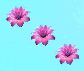 A repetitive pattern of three neon pink and turquoise lotus flowers on the turquoise background....
