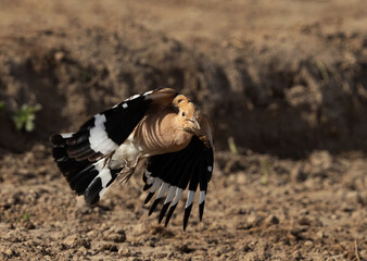 Closeup of a Hoopoe flying with a insect catch, Bahrain
