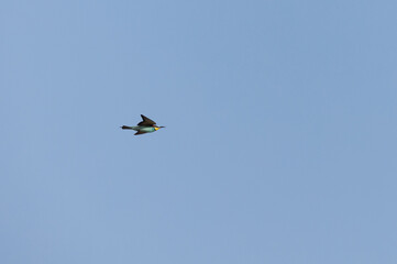 European bee-eater flying against blue sky, Bahrain