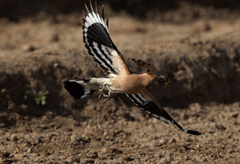 Hoopoe flying with a insect catch, Bahrain © Dr Ajay Kumar Singh