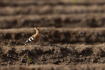 Hoopoe feeding at Buri farm, Bahrain