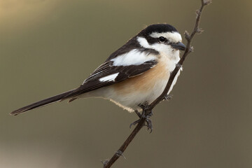 Masked shrike perched on twig at Jasra, Bahrain