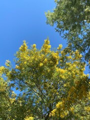 Blooming mimosa tree
