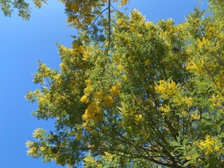 Blooming mimosa tree