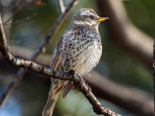 木の枝にとまるツグミ