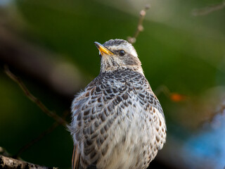 木の枝にとまるツグミ