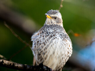 木の枝にとまるツグミ