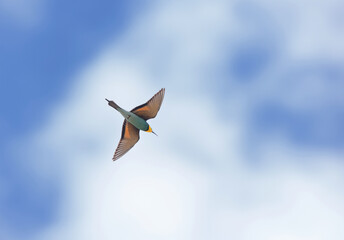 European bee-eater flying against blue sky, Bahrain