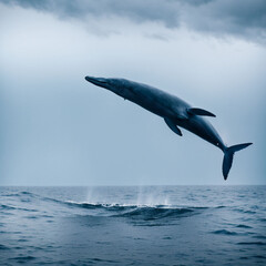 dolphin jumping out of water