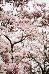 Magnolia en fleurs au printemps