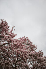 Magnolia en fleurs au printemps