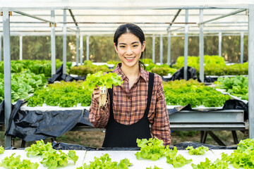 Portrait of young asian woman farmer picking vegetables and looking at camera and smile in hydroponics vegetable farm in morning, Agriculture business, healthy food concept