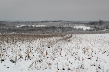 Rural landscape in winter, field with corn stalks and forest covered with snow and frost