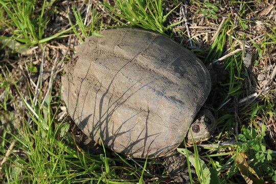 Snapping turtle seen from above