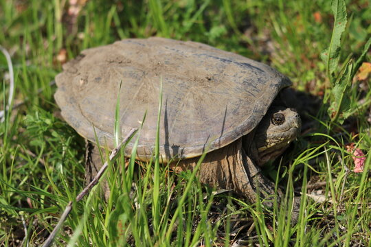 Snapping turtle seen from the side