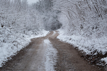 Dirt road through forest in winter, trees covered with snow and frost