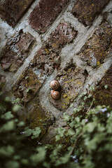Escargots amoureux sur un mur de brique avec du lierre