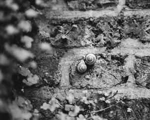 Escargots amoureux sur un mur en brique en noir et blanc