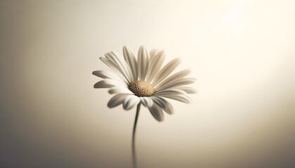 A minimalistic composition of a single daisy, angled to capture its delicate details against a soft, neutral background,