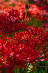 Red spider lily(曼珠沙華)