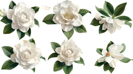 Watercolor Gardenia Illustration on Transparent Background: A Detailed and Delicate White Floral Art Ideal for Botanical Designs and Decorations - obrazy, fototapety, plakaty