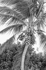 coconuts on palm tree