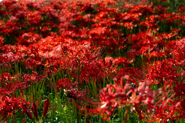 Red spider lily(曼珠沙華)