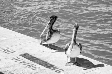 pelicans on the pier