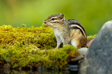 Eastern Chipmunk (Tamias striatus) against a vibrant green forest. Tiny cute woodland critter in a lively moss setting. Small mammal in search of food