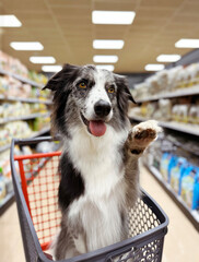 Portrait border collie dog giving five and sitting in a shopping cart or trolley on grocery, super maket or pet store