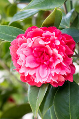 Beautiful camellia flower.