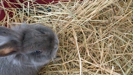 Rabbit in the hay. Close-up of a gray rabbit.