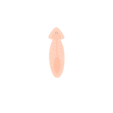 Planarian Flatworm Illustration 