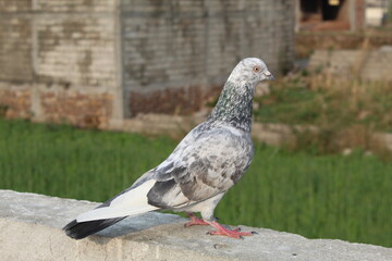 pigeon on the fence