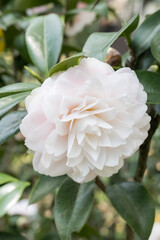 Beautiful camellia flower.