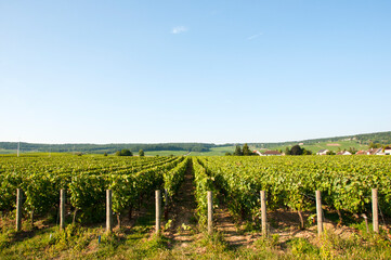 Fototapeta na wymiar Champagne vineyards at Dizy near Epernay, Marne, France