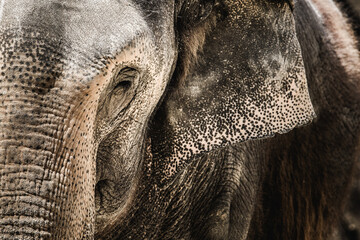 Elephant detail: A captivating close-up of a magnificent creature
