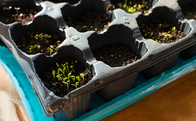   sprouting sprouts of seedlings in a plastic container. - 772378630