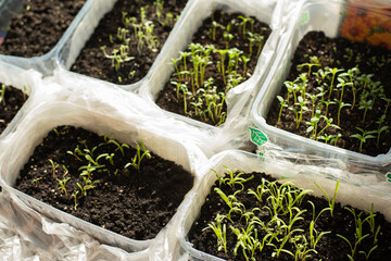   sprouting sprouts of seedlings in a plastic container. - 772378640