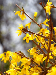 forsythias that signify the arrival of spring