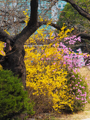 forsythias that signify the arrival of spring